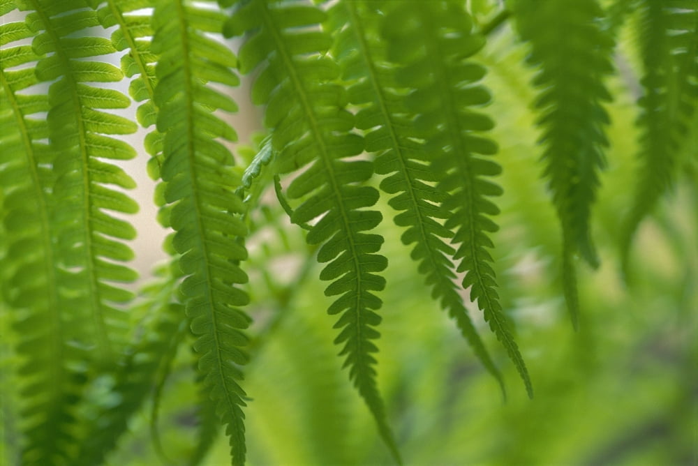 Hawaii Extreme Close-Up Detail Of Tree Ferns Foliage Green Blurry Background Canvas Art - Ron Dahlquist Design Pics (38 x 24)