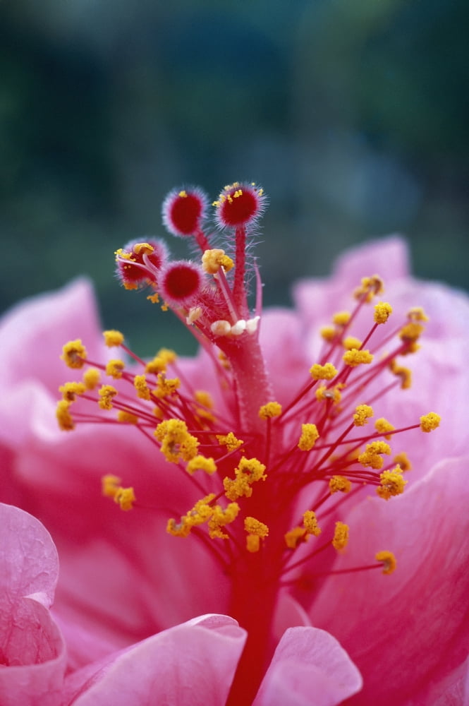 Hawaii Extreme Close-Up Of Pistils And Stamens With Pollen Hibiscus Hybrid Flower A23B Canvas Art - Greg Vaughn Design Pics (11 x 18)