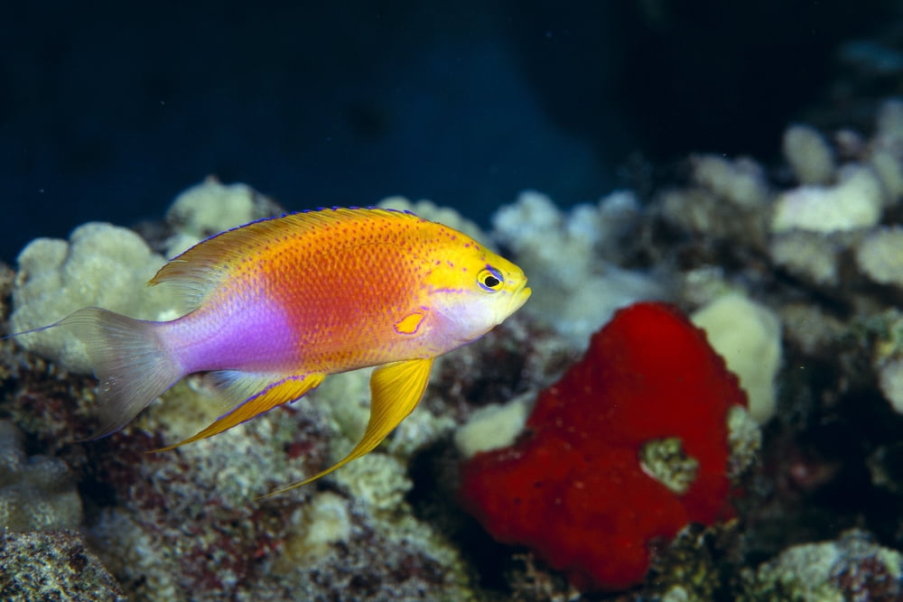 Hawaii Fairy Anthias [M] (Pseudanthias Ventralis Hawaiiensis) A83C Canvas Art - Dave Fleetham Design Pics (19 x 12)
