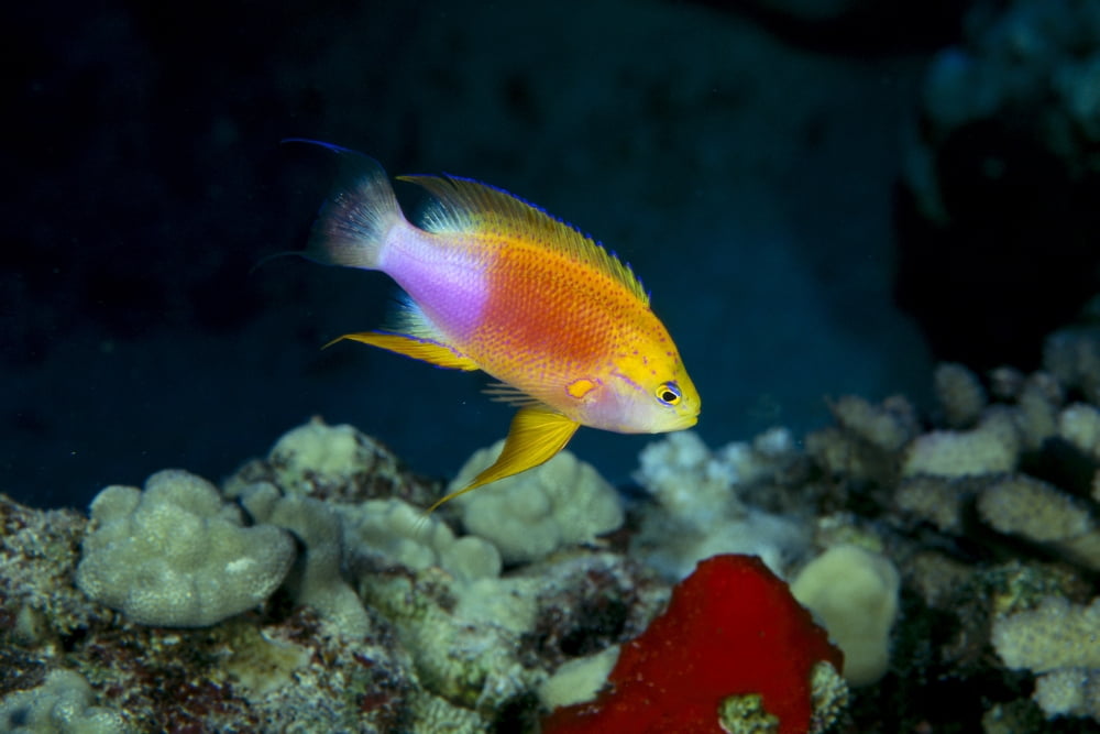 Hawaii Fairy Anthias Male (Pseudanthias Ventralis Hawaiiensis) Over Coral B1912 Canvas Art - Dave Fleetham Design Pics (38 x 24)