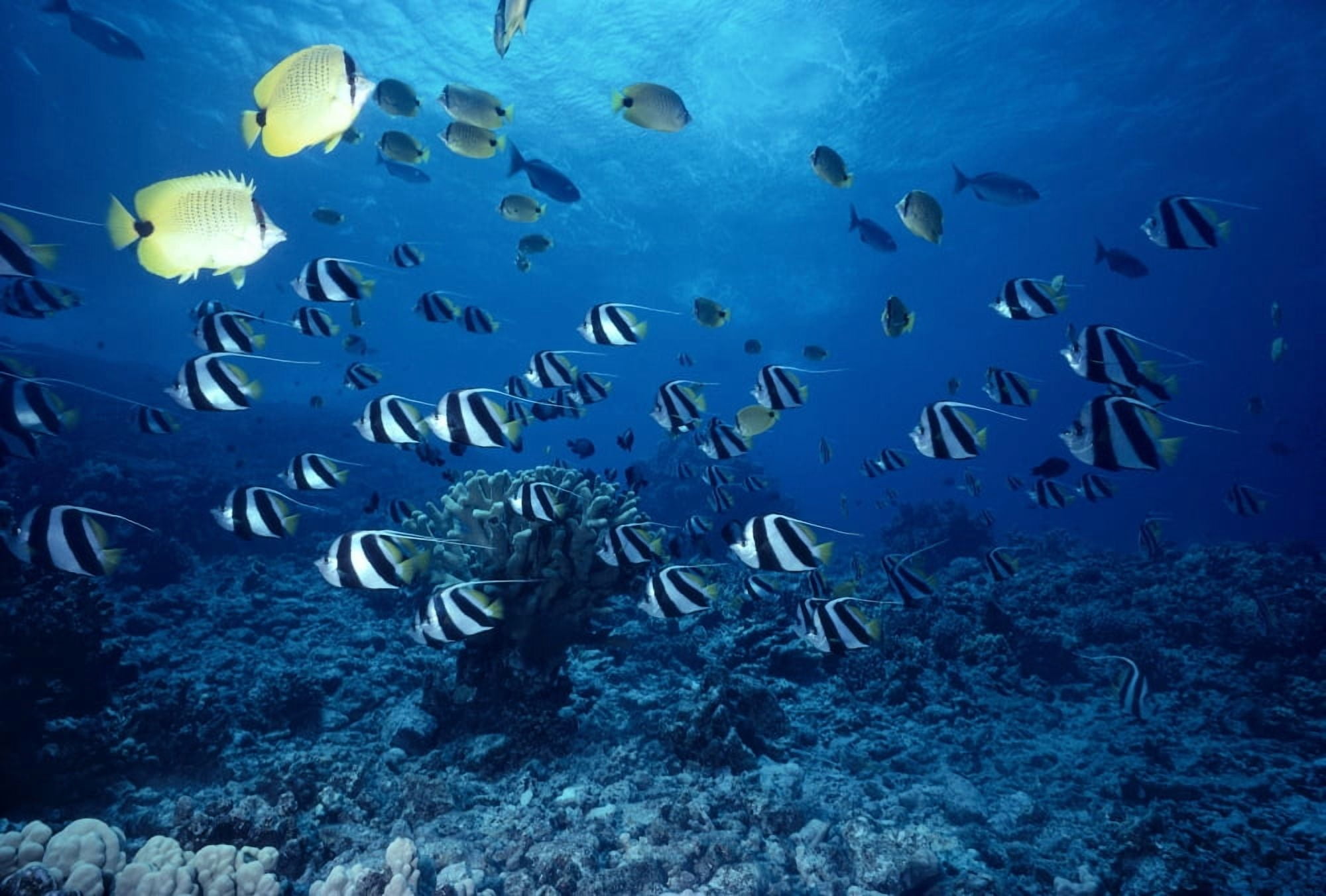 Hawaii False Moorish Idols (Heniochus Diphreutes) And Butterflyfish Sunburst A84F Canvas Art - Ed Robinson Design Pics (19 x 12)