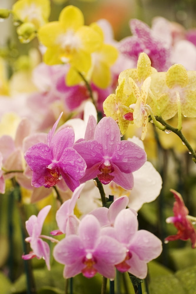 Hawaii Field Of Pink And Yellow Orchids Canvas Art - Ron Dahlquist Design Pics (24 x 36)