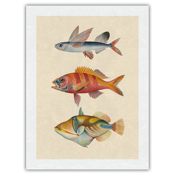 Hawaii Fish Triptych - Flying Fish (Malolo) Ruby Snapper Onaga (Ula'ula) Reef Triggerfish (Humuhumu) - Vintage Hawaiian Color Postcard - Japanese Unryu Rice Paper Art Print 24 x 32 in