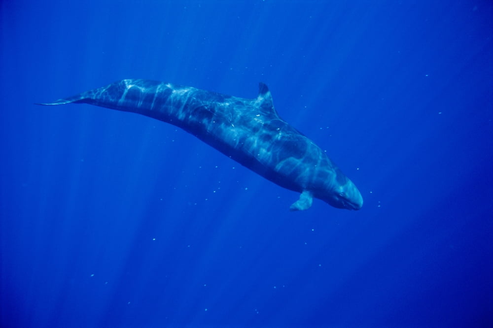 Hawaii Full Length Side View False Killer Whale With Surface Reflections Sunrays (Pseudorca Crassidens) Canvas Art - Dave Fleetham Design Pics (38 x 24)