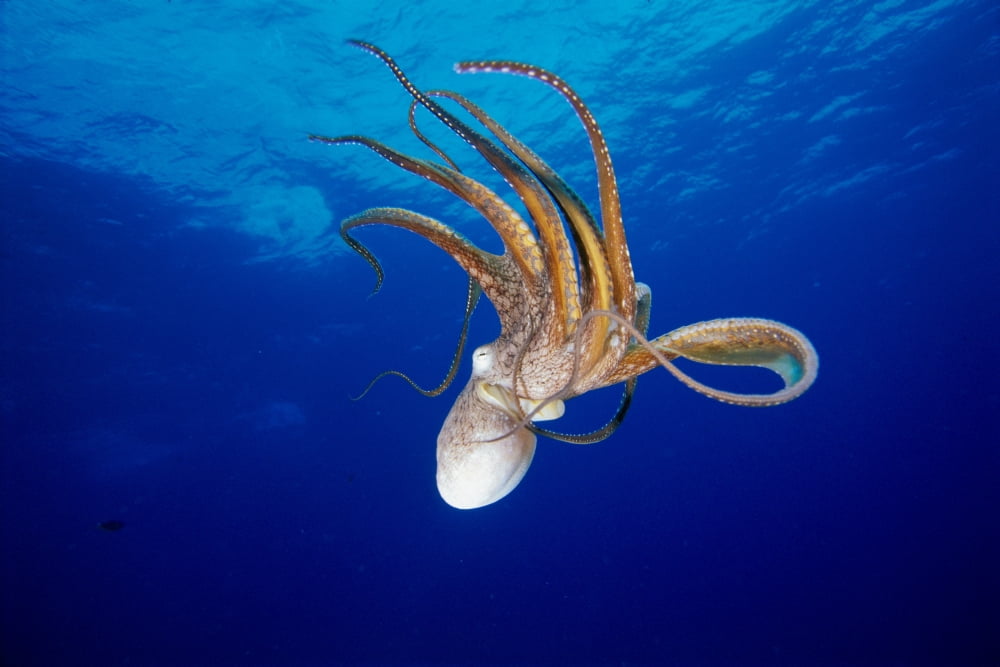 Hawaii Full Length View Day Octopus Floating Down From Surface (Octopus Cyanea) Canvas Art - Dave Fleetham Design Pics (38 x 24)