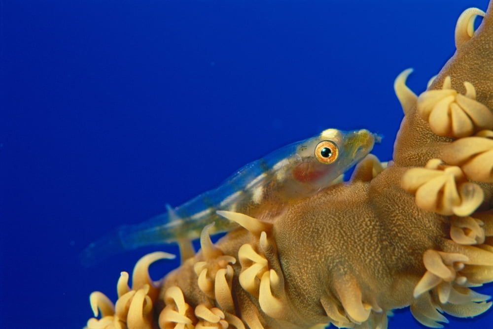 Hawaii Goby (Bryaninops Yongei) On Wire Coral (Cirrhipathes Anguina) Blue Background Canvas Art - Dave Fleetham Design Pics (19 x 12)