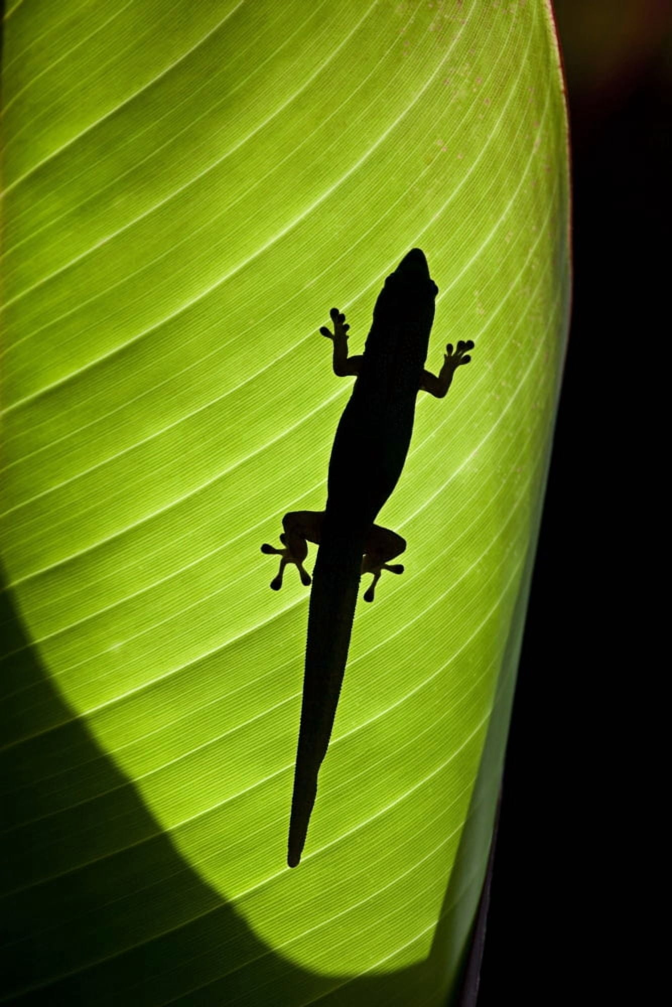 Hawaii Gold Dust Day Gecko (Phelsuma Laticauda Laticauda) Silhouetted Through Sunlit Ginger Leaf Canvas Art - Dave Fleetham Design Pics (11 x 17)