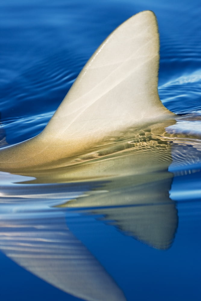 Hawaii Gray Reef Shark (Carcharhinus Amblyrhynchos) Close-Up Of Fin Piercing Ocean Surface Canvas Art - Dave Fleetham Design Pics (11 x 17)