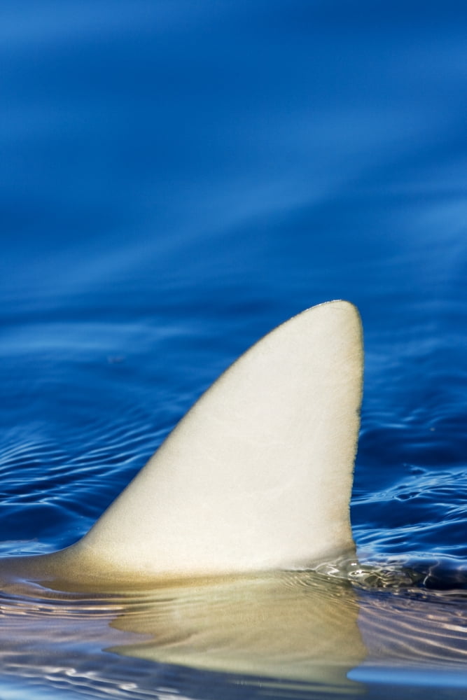 Hawaii Gray Reef Shark (Carcharhinus Amblyrhynchos) Close-Up Of Fin Piercing Ocean Surface Canvas Art - Dave Fleetham Design Pics (11 x 17)