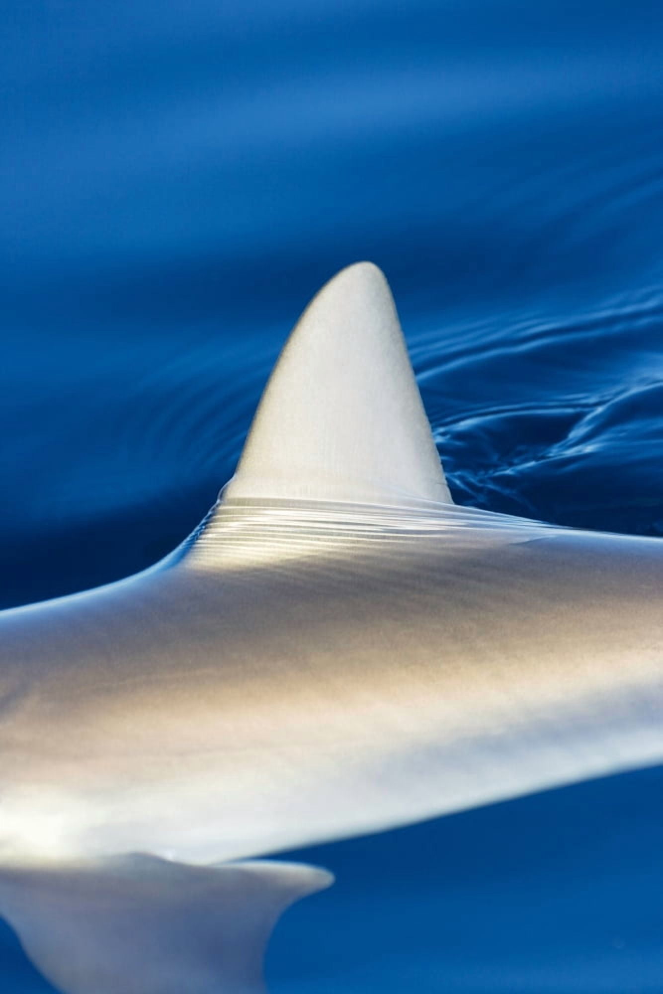 Hawaii Gray Reef Shark (Carcharhinus Amblyrhynchos) Fin Surfacing Ocean Canvas Art - Dave Fleetham Design Pics (22 x 34)