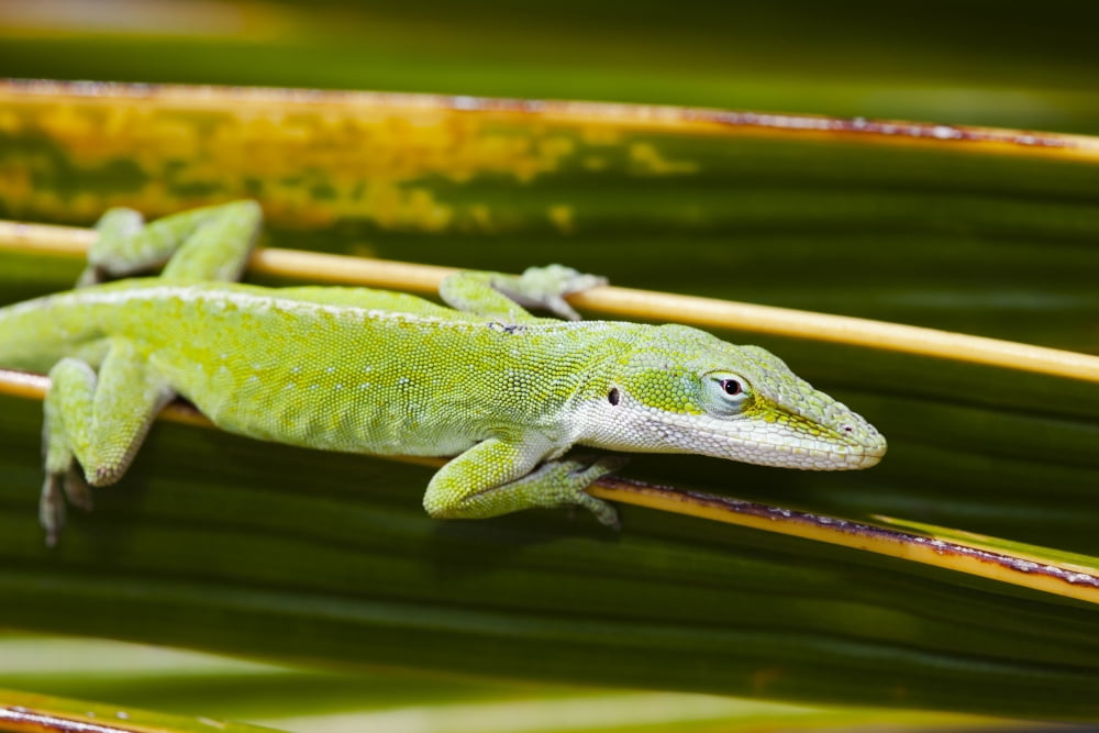 Hawaii Green Anole Lizard (Anolis Carolinensis Porcatus) Clings To A Palm Frond Canvas Art - Dave Fleetham Design Pics (18 x 12)