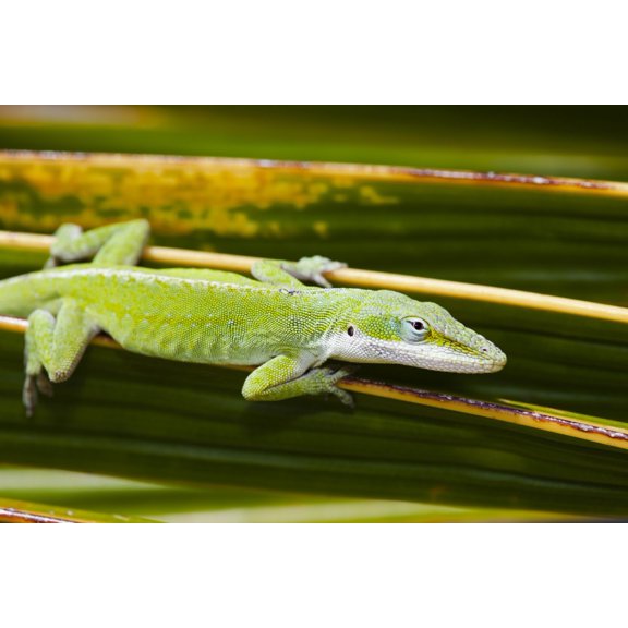 Hawaii Green Anole Lizard Clings To A Palm Frond. Poster Print
