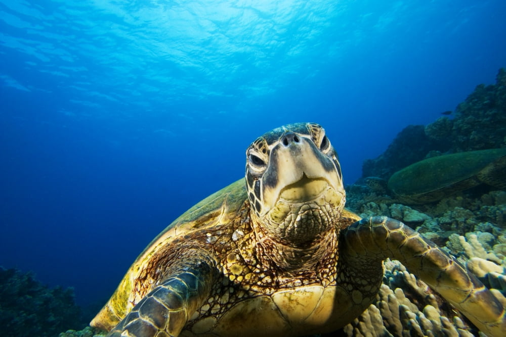 Hawaii Green Sea Turtle (Chelonia Mydas) Above Coral Reef Canvas Art - Dave Fleetham Design Pics (17 x 11)