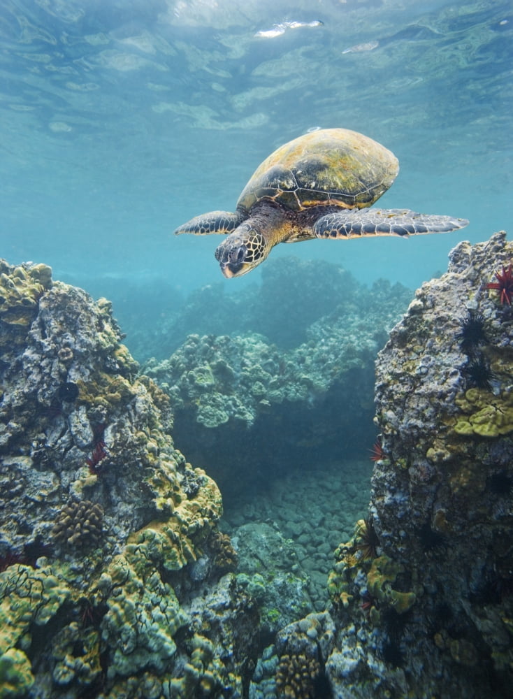 Hawaii Green Sea Turtle (Chelonia Mydas) An Endangered Species Canvas Art - M Swiet Productions Design Pics (12 x 16)