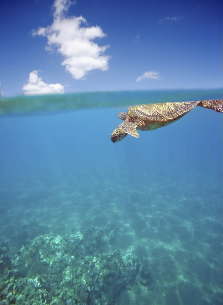Hawaii Green Sea Turtle (Chelonia Mydas) An Endangered Species Canvas Art - M Swiet Productions Design Pics (12 x 16)
