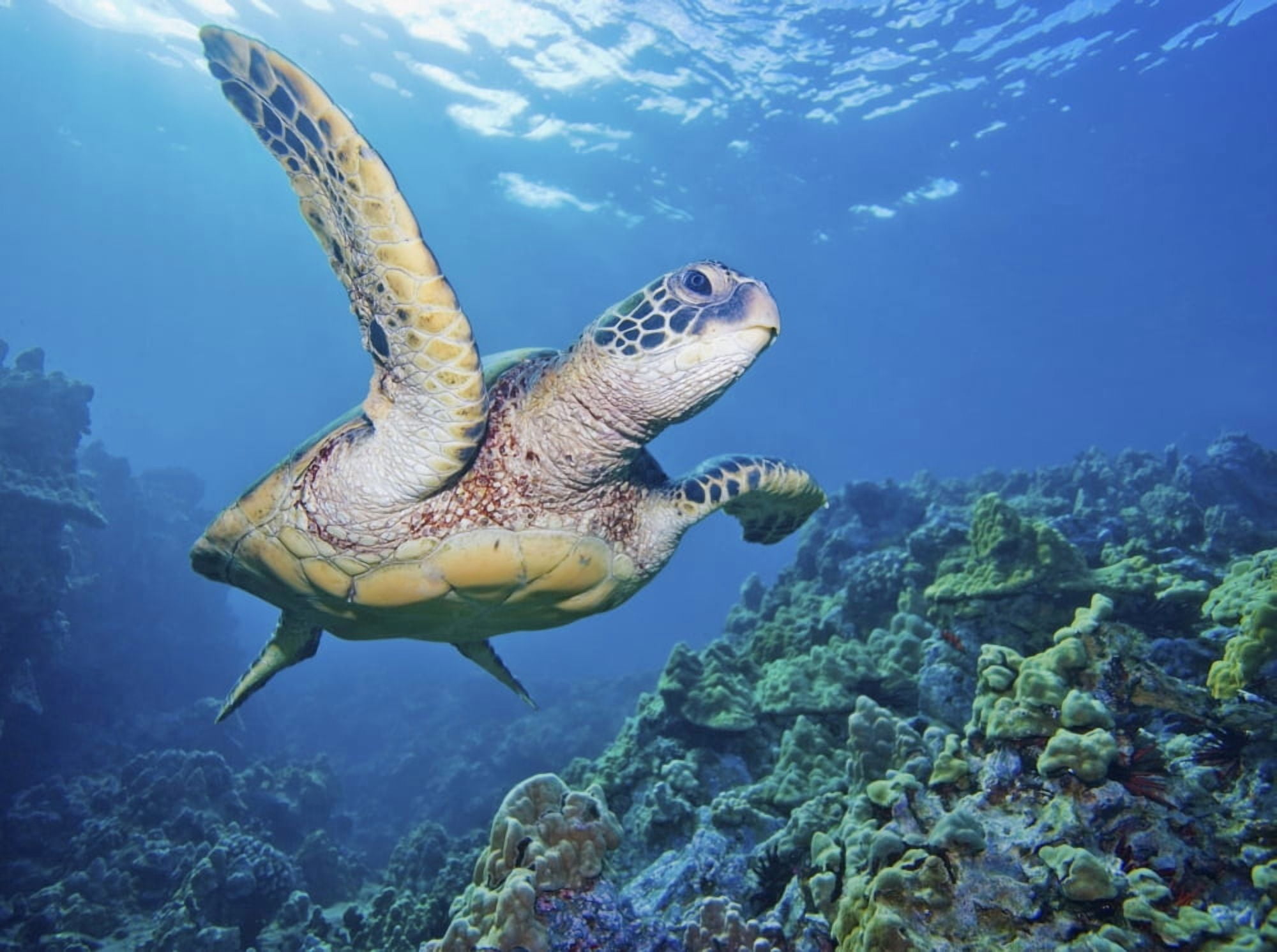 Hawaii Green Sea Turtle (Chelonia Mydas) An Endangered Species Canvas Art - M Swiet Productions Design Pics (18 x 13)