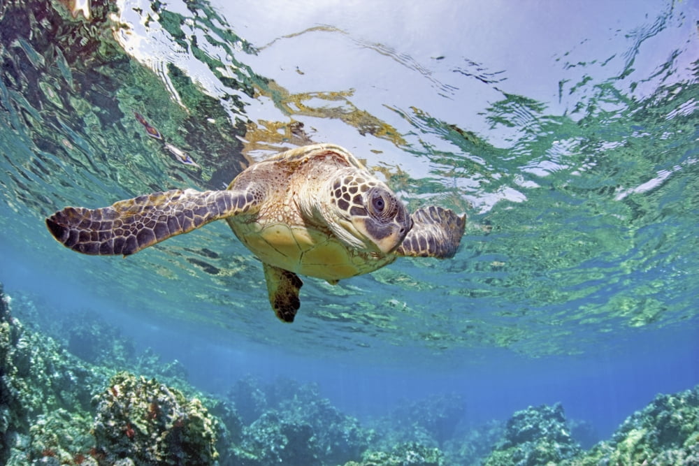 Hawaii Green Sea Turtle (Chelonia Mydas) An Endangered Species Canvas Art - M Swiet Productions Design Pics (19 x 12)