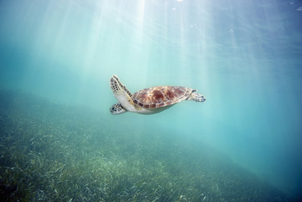 Hawaii Green Sea Turtle (Chelonia Mydas) An Endangered Species Canvas Art - M Swiet Productions Design Pics (19 x 12)