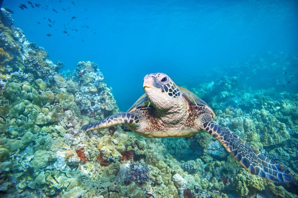 Hawaii Green Sea Turtle (Chelonia Mydas) An Endangered Species Canvas Art - M Swiet Productions Design Pics (19 x 12)