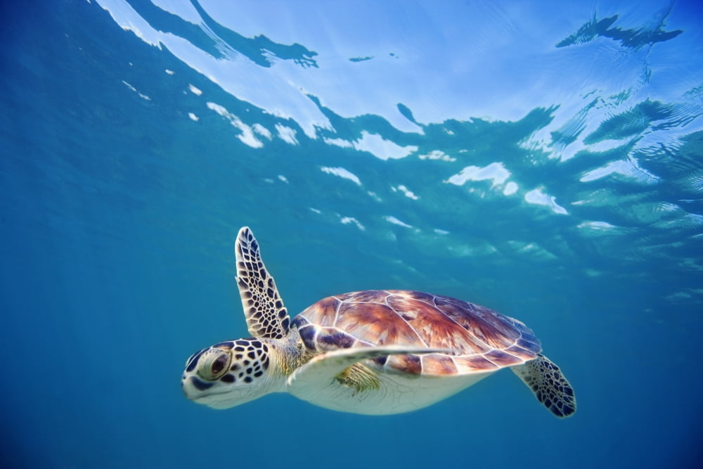 Hawaii Green Sea Turtle (Chelonia Mydas) An Endangered Species Canvas Art - M Swiet Productions Design Pics (19 x 12)