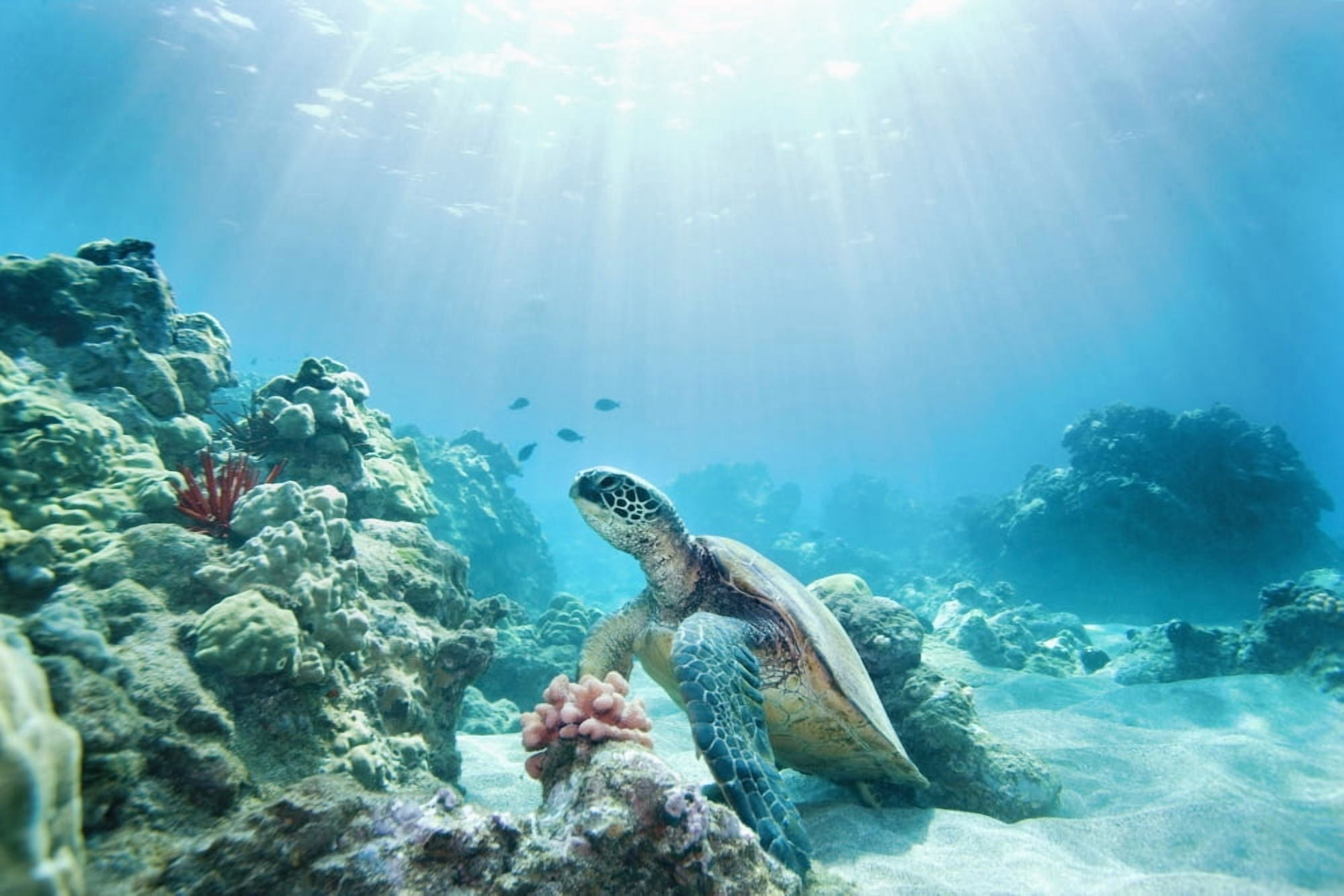 Hawaii Green Sea Turtle (Chelonia Mydas) An Endangered Species Canvas Art - M Swiet Productions Design Pics (19 x 12)
