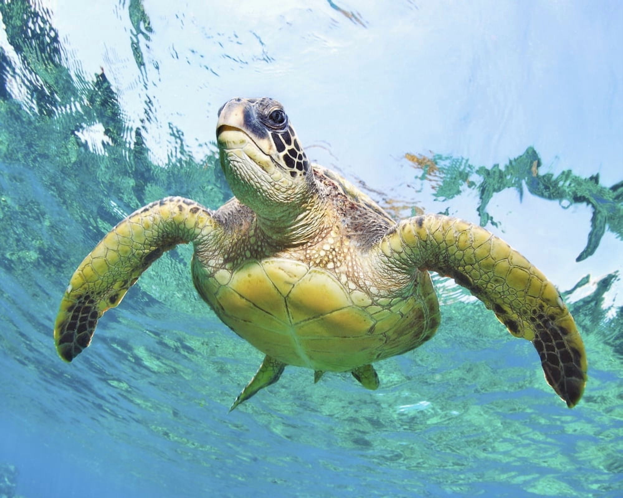 Hawaii Green Sea Turtle (Chelonia Mydas) An Endangered Species Canvas Art - M Swiet Productions Design Pics (19 x 15)