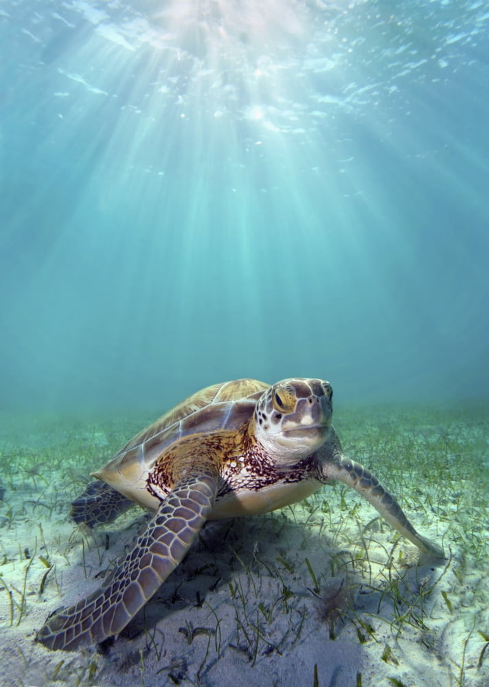 Hawaii Green Sea Turtle (Chelonia Mydas) An Endangered Species Canvas Art - M Swiet Productions Design Pics (24 x 34)