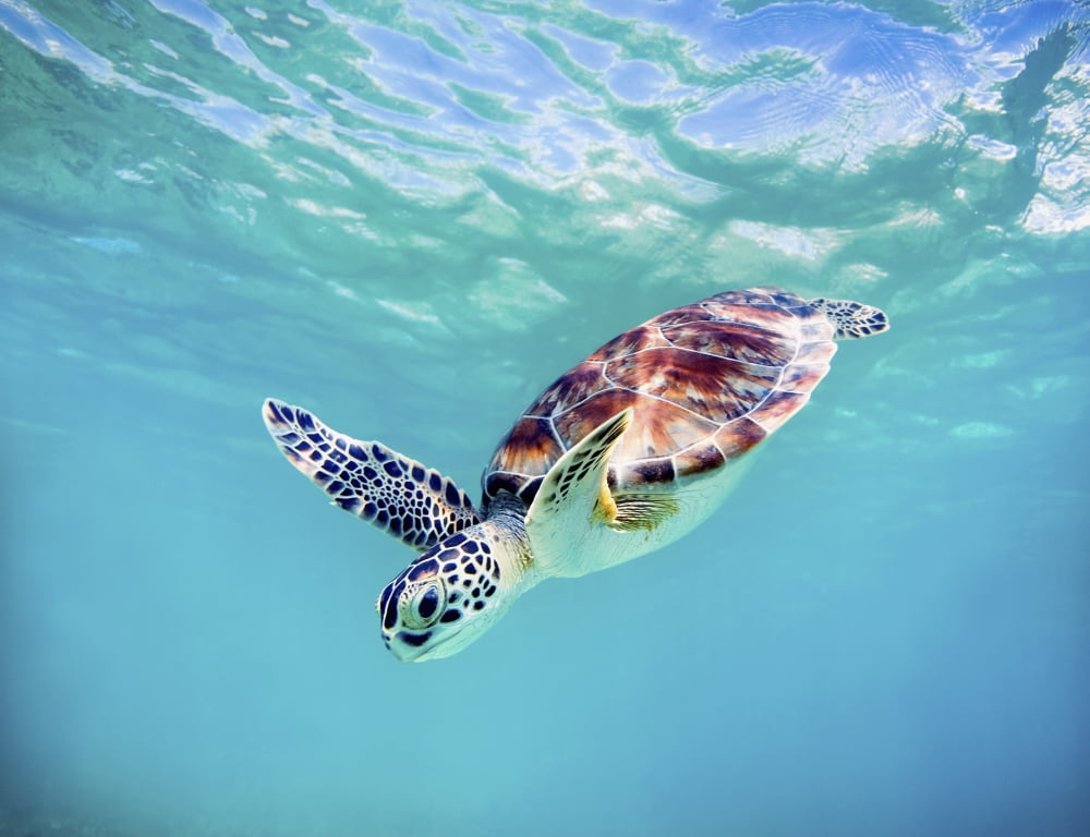Hawaii Green Sea Turtle (Chelonia Mydas) An Endangered Species Canvas Art - M Swiet Productions Design Pics (34 x 26)