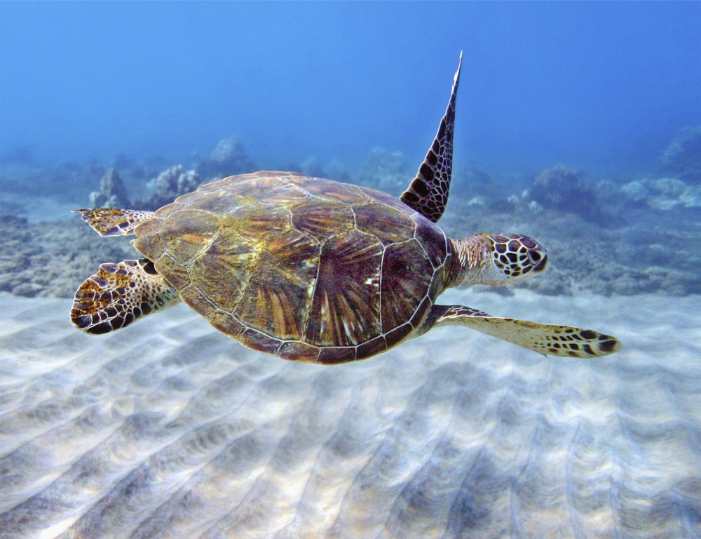 Hawaii Green Sea Turtle (Chelonia Mydas) An Endangered Species Canvas Art - M Swiet Productions Design Pics (34 x 26)