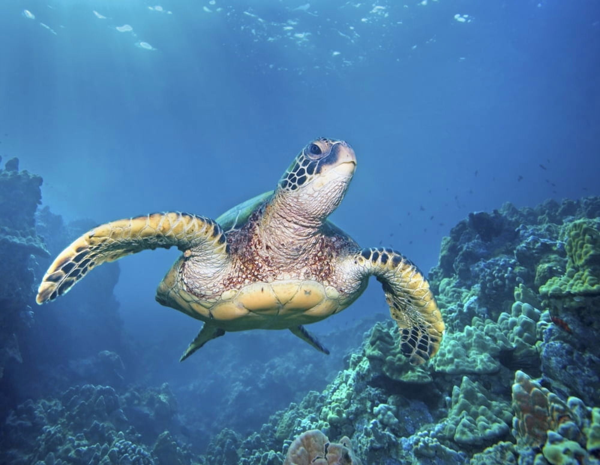 Hawaii Green Sea Turtle (Chelonia Mydas) An Endangered Species Canvas Art - M Swiet Productions Design Pics (34 x 26)