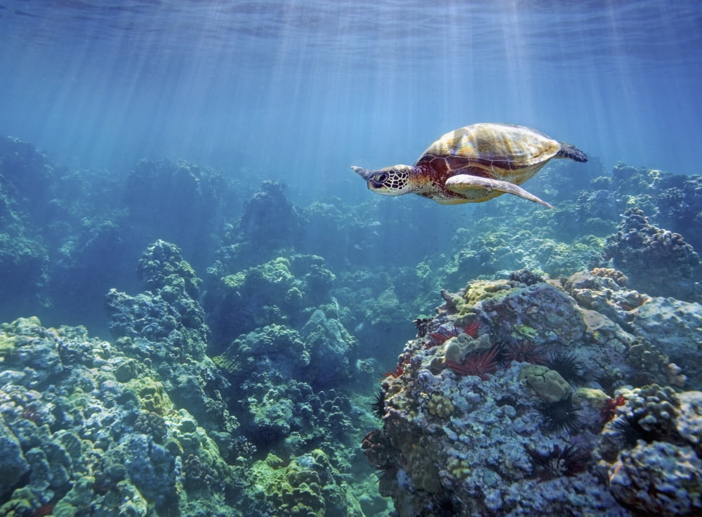 Hawaii Green Sea Turtle (Chelonia Mydas) An Endangered Species Canvas Art - M Swiet Productions Design Pics (36 x 26)
