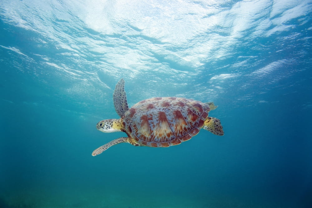 Hawaii Green Sea Turtle (Chelonia Mydas) An Endangered Species Canvas Art - M Swiet Productions Design Pics (38 x 24)