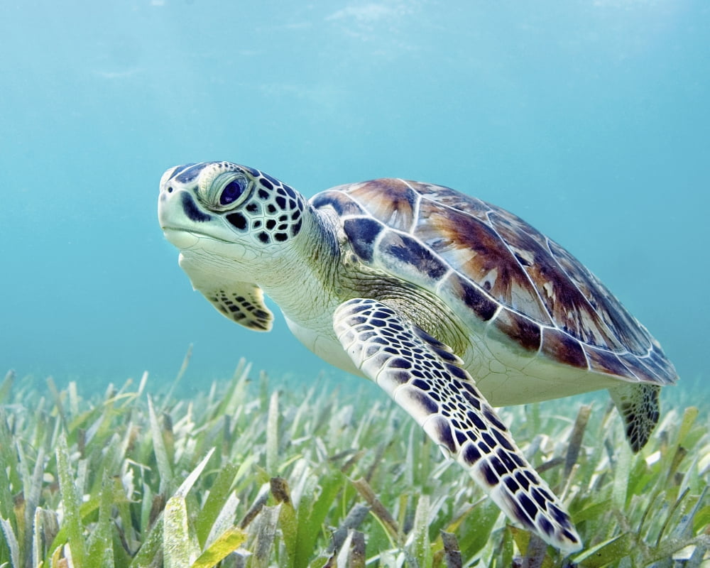 Hawaii Green Sea Turtle (Chelonia Mydas) An Endangered Species Canvas Art - M Swiet Productions Design Pics (38 x 30)