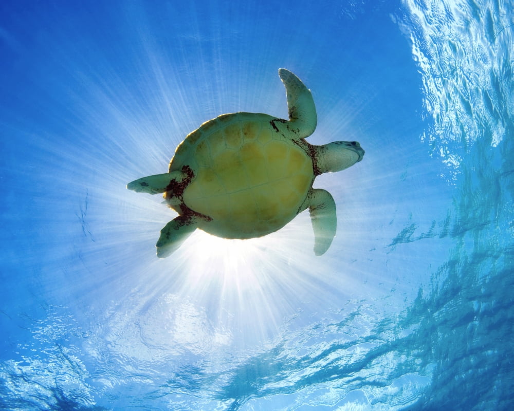 Hawaii Green Sea Turtle (Chelonia Mydas) An Endangered Species Canvas Art - M Swiet Productions Design Pics (38 x 30)