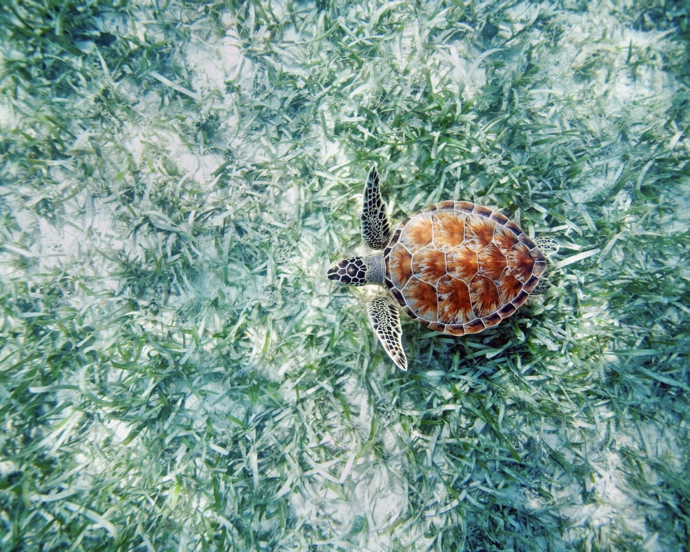 Hawaii Green Sea Turtle (Chelonia Mydas) An Endangered Species Canvas Art - M Swiet Productions Design Pics (38 x 30)