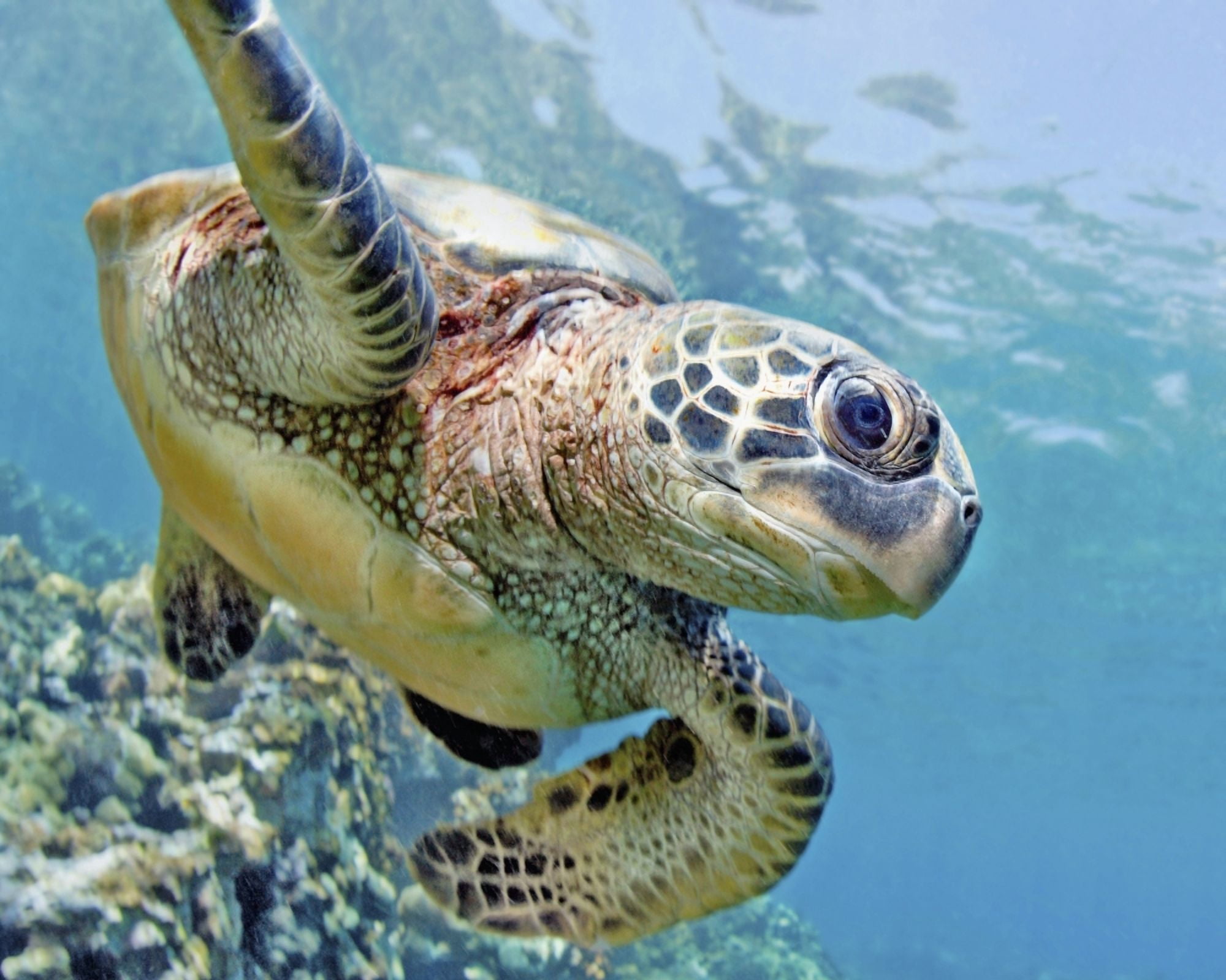 Hawaii Green Sea Turtle (Chelonia Mydas) An Endangered Species Canvas Art - M Swiet Productions Design Pics (38 x 30)