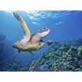 thumbnail image 1 of Hawaii, Green Sea Turtle (Chelonia Mydas) An Endangered Species. Poster Print (18 x 13), 1 of 3