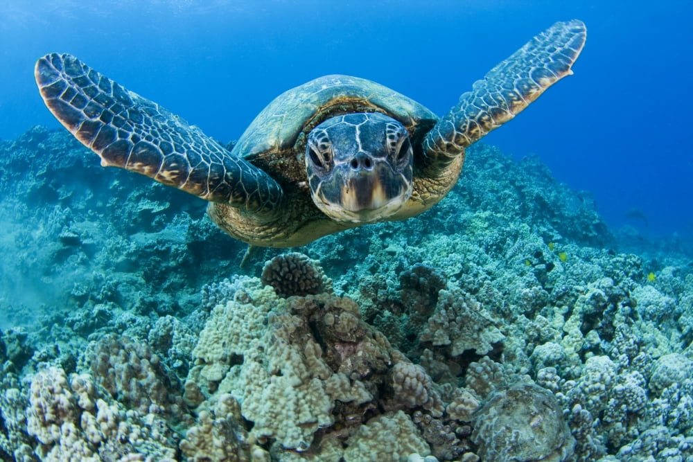 Hawaii Green Sea Turtle (Chelonia Mydas) Gliding Through The Water Canvas Art - Dave Fleetham Design Pics (17 x 11)