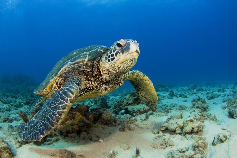 Hawaii Green Sea Turtle (Chelonia Mydas) On Ocean Floor Endangered Species Canvas Art - Dave Fleetham Design Pics (34 x 22)