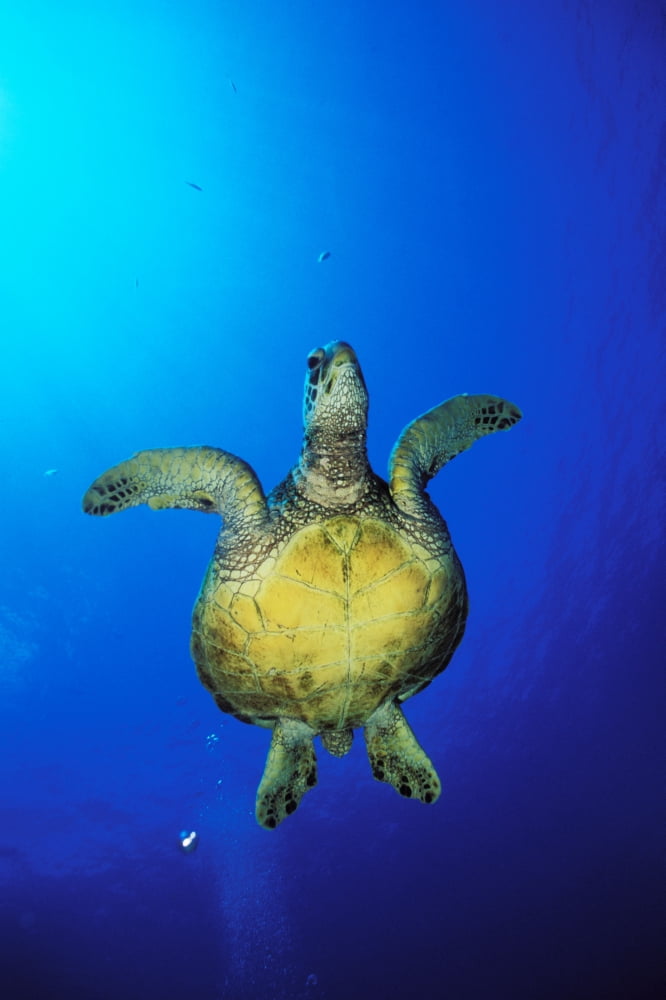Hawaii Green Sea Turtle (Chelonia Mydas) Swimming In Clear Blue Water View From Below Canvas Art - Dave Fleetham Design Pics (11 x 17)