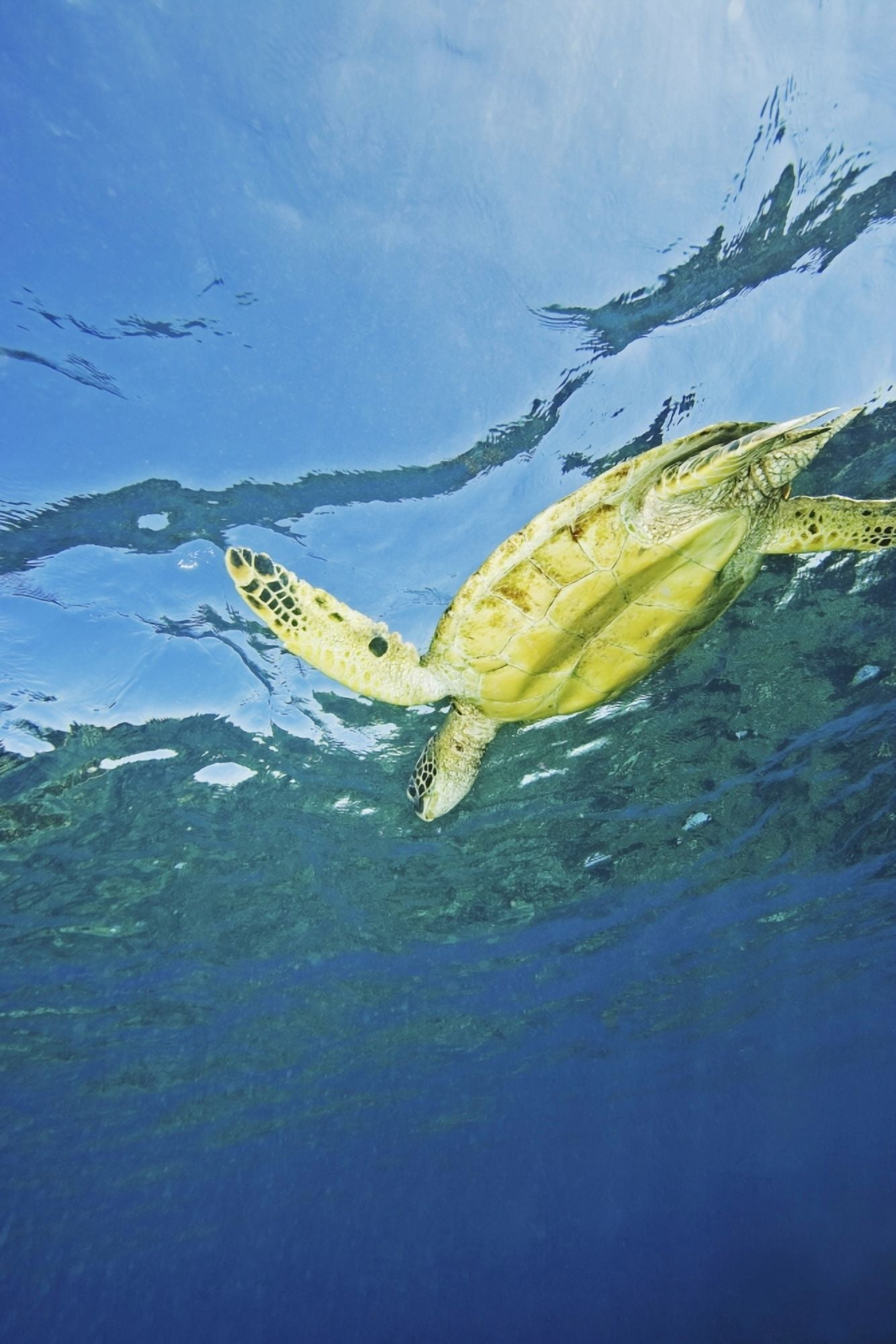 Hawaii Green Sea Turtle (Chelonia Mydas) Swimming Near Surface Canvas Art - Ron Dahlquist Design Pics (24 x 38)