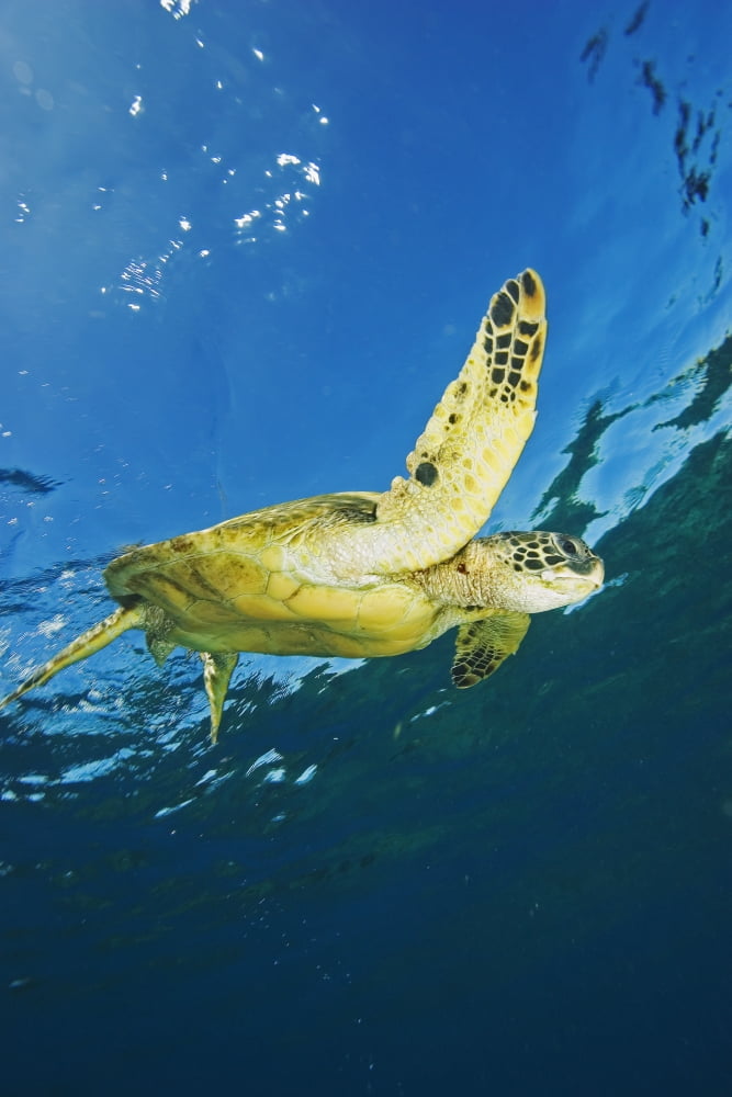 Hawaii Green Sea Turtle (Chelonia Mydas) Swimming Near Surface Canvas Art - Ron Dahlquist Design Pics (24 x 38)