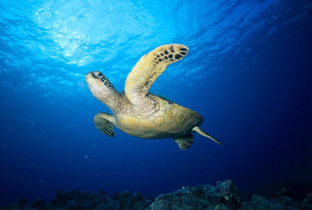 Hawaii Green Sea Turtle (Chelonia Mydas) Swims Near Surface B1942 Canvas Art - Ed Robinson Design Pics (19 x 12)