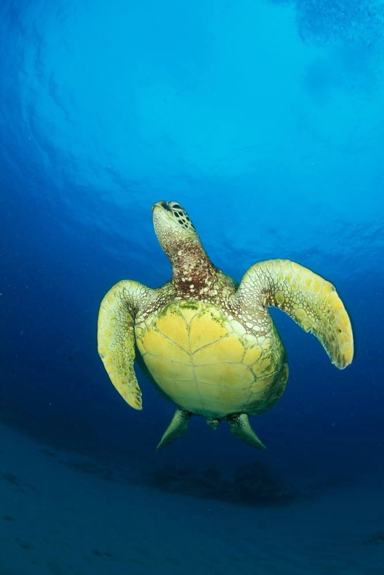 Hawaii Green Sea Turtle (Chelonia Mydas) Swims To Surface View Of Underside Canvas Art - Dave Fleetham Design Pics (12 x 19)