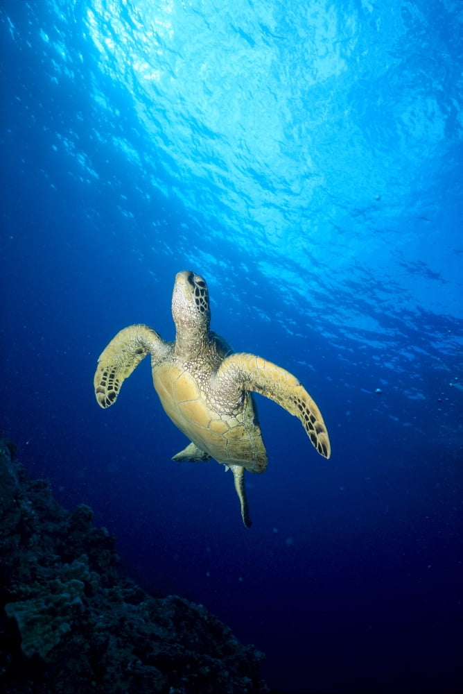 Hawaii Green Sea Turtle (Chelonia Mydas) Swims Toward Surface B1918 Canvas Art - Ed Robinson Design Pics (24 x 38)
