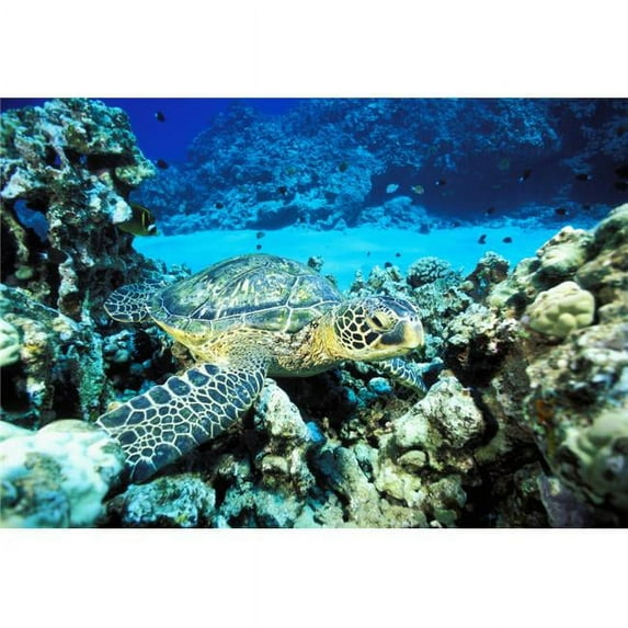 Hawaii Green Sea Turtle On Reef With Tropical Fish Poster Print