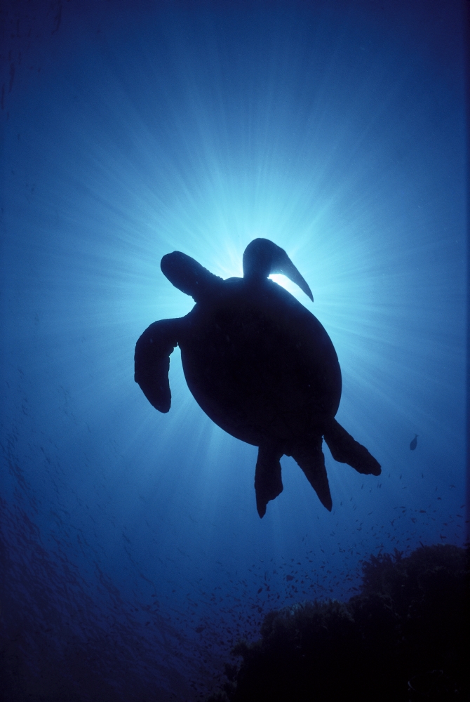 Hawaii Green Sea Turtle Silhouetted Sunburst (Chelonia Mydas) View From Below A77C Canvas Art - Ed Robinson Design Pics (12 x 19)