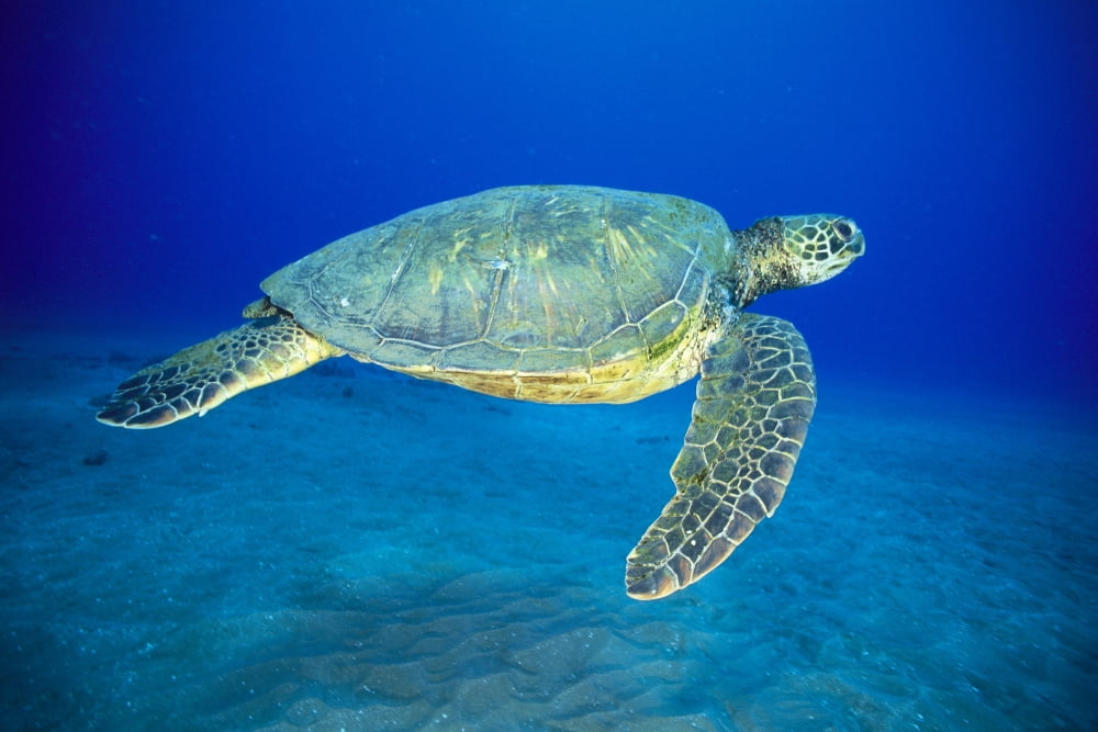 Hawaii Green Sea Turtle Swims Midwater Clear Water Sandy (Chelonia Mydas) A77D Canvas Art - Dave Fleetham Design Pics (38 x 24)