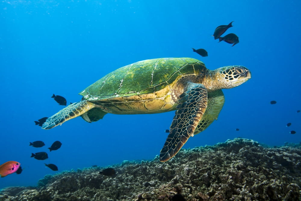 Hawaii Green Sea Turtle swimming in the Pacific Ocean Canvas Art - Dave Fleetham  Design Pics (36 x 24)