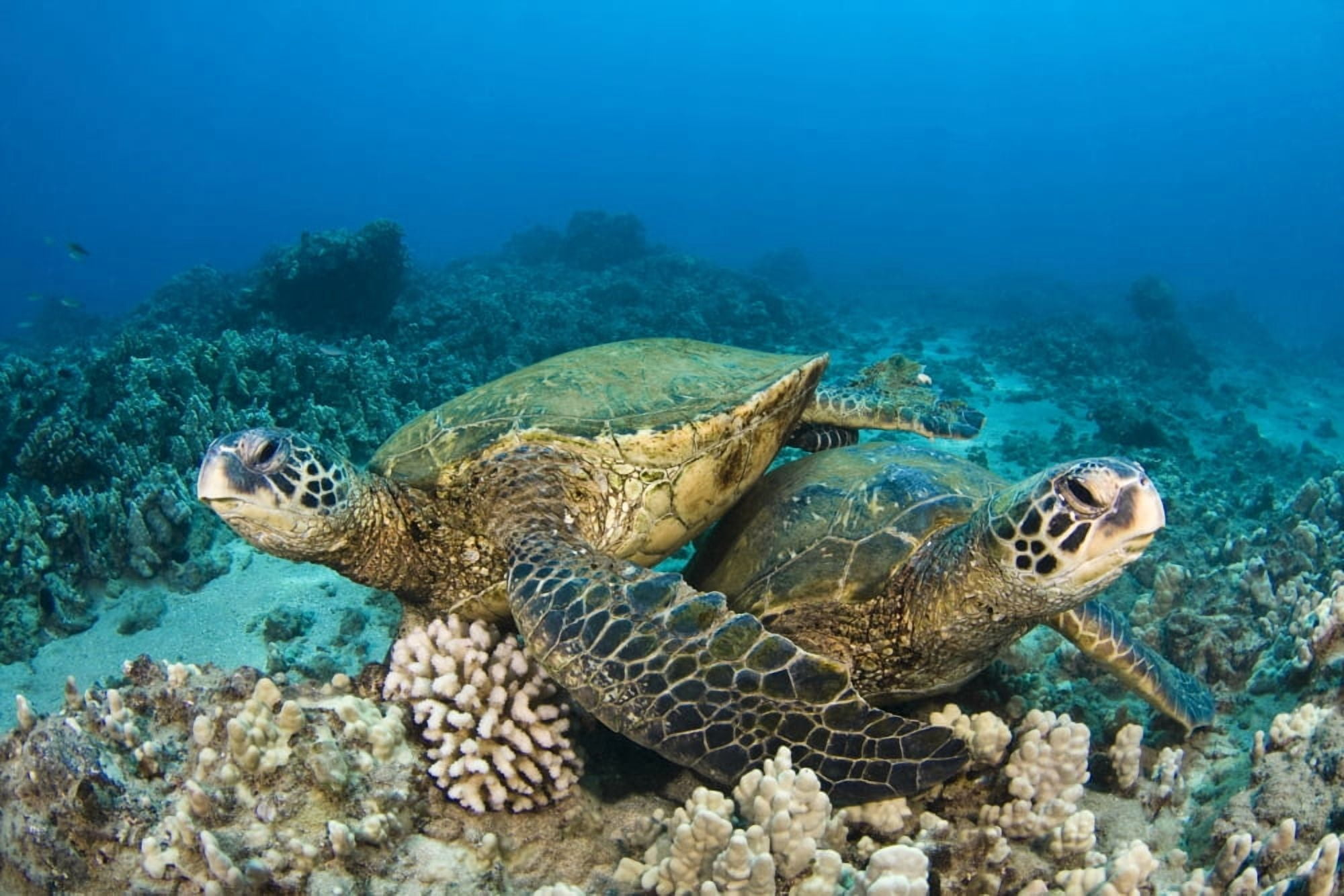 Hawaii Green Sea Turtles (Chelonia Mydas) Over Coral Reef Canvas Art - Dave Fleetham Design Pics (17 x 11)